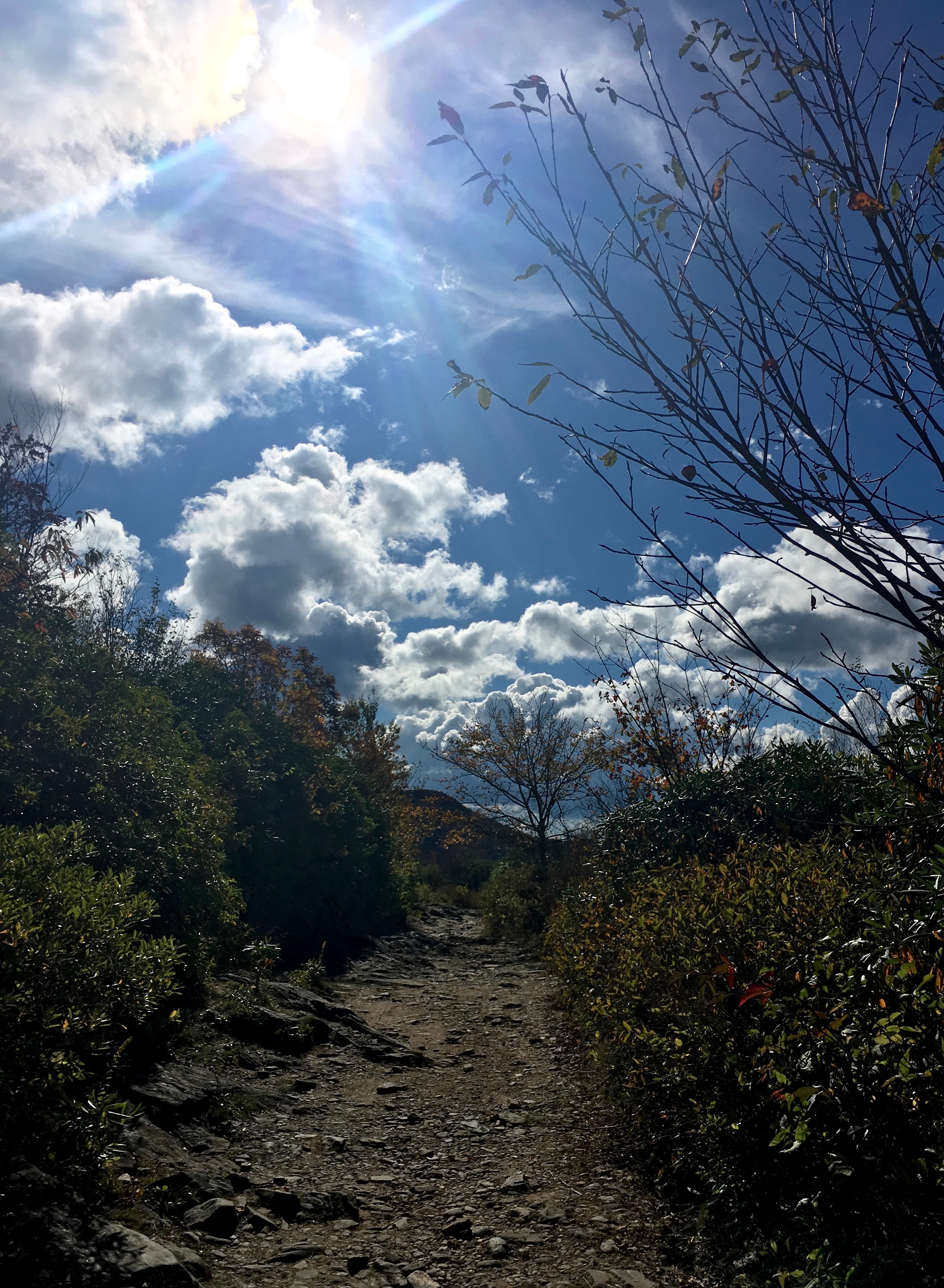 Trees, Clouds, Sun, .jpg