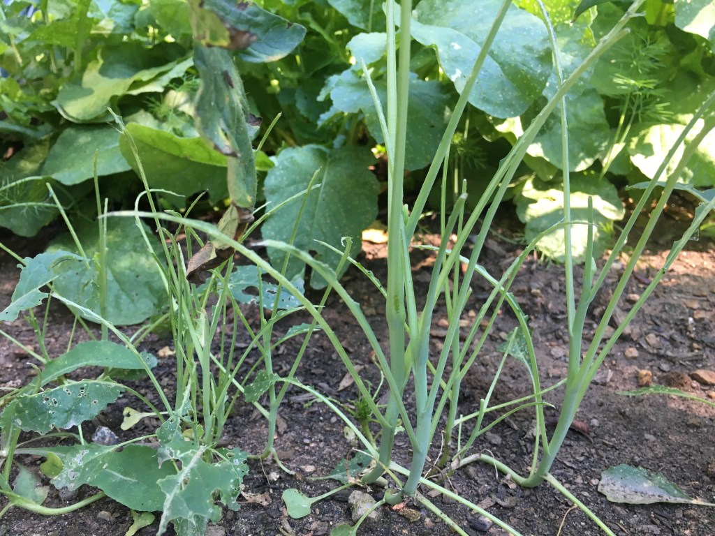 How Does Your Garden&nbsp;Grow?