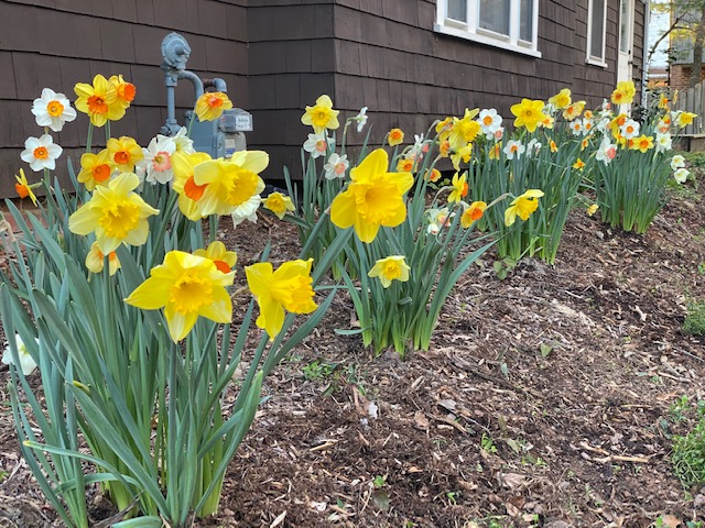 daffodils.jpg