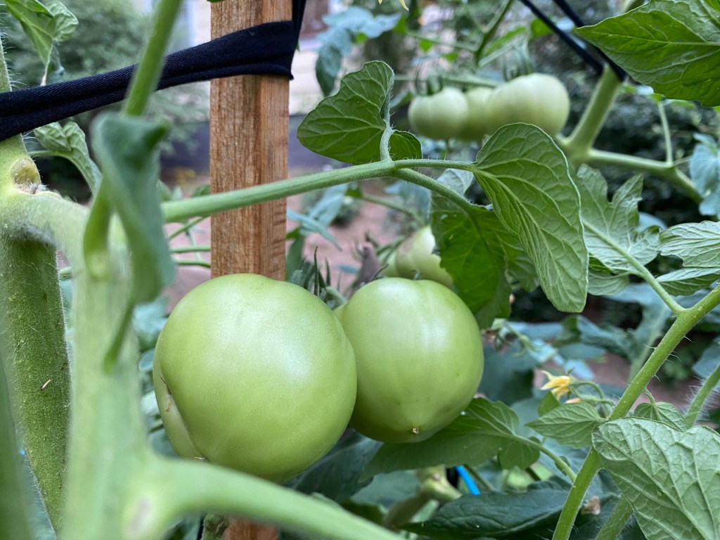 Faith in the&nbsp;Garden