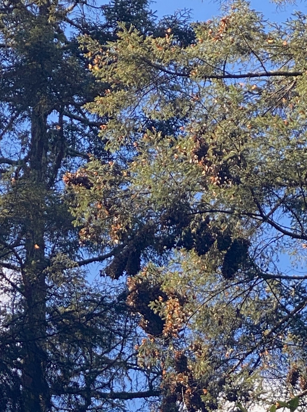 Clusters of monarch butterflies overwintering in Mexico