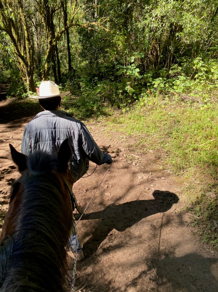 Jose the guide leading Regal, the horse, on the path at Piedra Herrada Monarch Butterfly Reserve