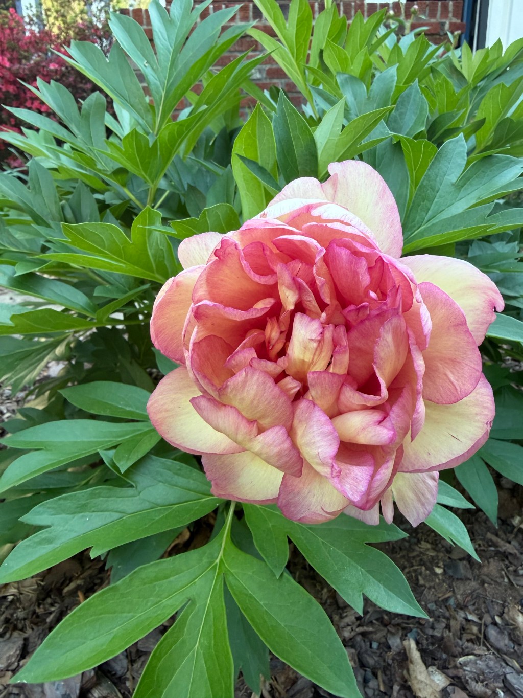 Pale pink and yellow peony in full bloom